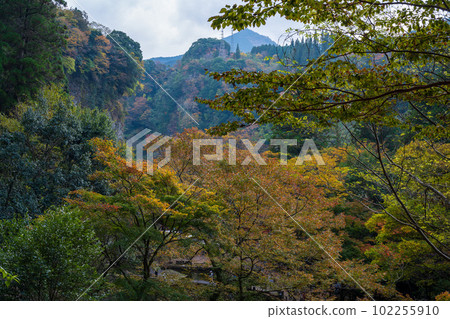Takachiho Gorge shines in autumn leaves (view from the promenade)Takachiho Town, Miyazaki Prefecture Takachiho Gorge shines in autumn leaves (view from the promenade)Takachiho Town, Miyazaki Prefecture 102255910