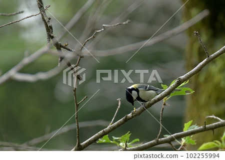Great tit pecking on a caterpillar Great tit pecking on a caterpillar 102255994