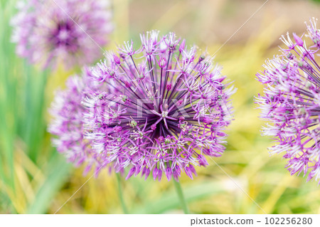 Allium Allium 102256280