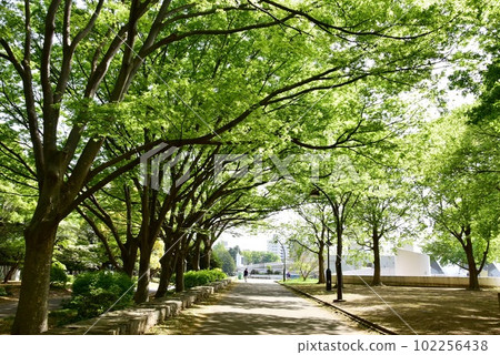 駒澤奧林匹克公園的綠色步行道和新鮮的綠色植物 駒澤奧林匹克公園的綠色步行道和新鮮的綠色植物 102256438