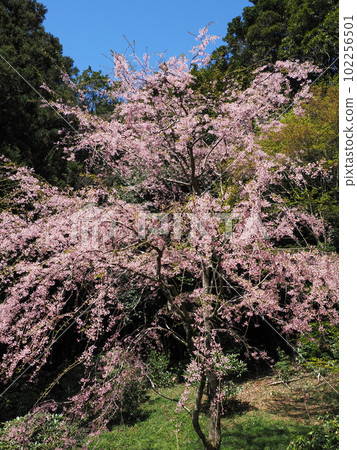 Weeping cherry tree at Sakurayama (Nanbara Temple) in Mine City Weeping cherry tree at Sakurayama (Nanbara Temple) in Mine City 102256501