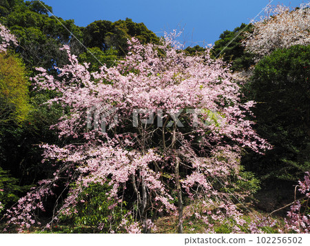 Weeping cherry tree at Sakurayama (Nanbara Temple) in Mine City Weeping cherry tree at Sakurayama (Nanbara Temple) in Mine City 102256502