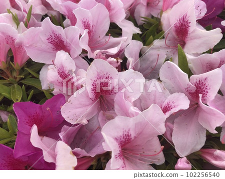 Azalea's flower Azalea's flower 102256540