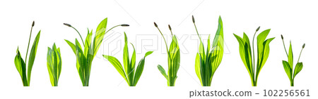 set of herb plants isolated on white background set of herb plants isolated on white background 102256561