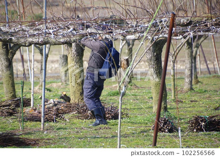 A farmer pruning pear branches 102256566