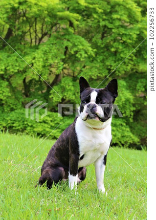 Mighty the Boston Terrier sitting on the green lawn and staring cutely♡ 102256733