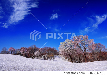 Snow cherry blossoms at Fukuyama Pass 102256738