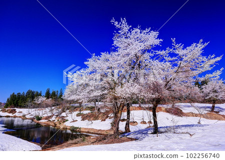 福山峠雪櫻 102256740