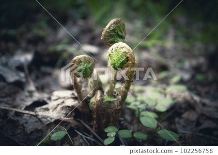 Three curving fresh green little fern leaves on background artistic macro shot of wild forest life 102256758