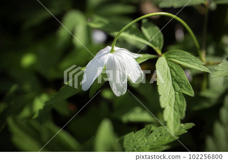 White wood anemone flower looking down with visible hairy stem and leaves also known as windflower, thimbleweed, smell fox 102256800