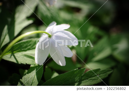 White wood anemone flower looking down with visible hairy stem and leaves also known as windflower, thimbleweed, smell fox 102256802