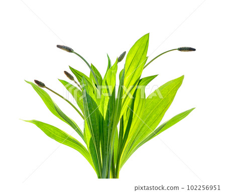 Plantago Lanceolata medicinal herbal plant isolated on white. 102256951