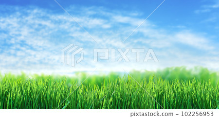 green wheat field natural landscape, blue sky background green wheat field natural landscape, blue sky background 102256953