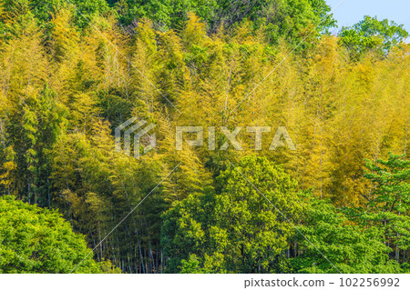Yokohama cityscape in Japan Bamboo grove dyed yellow. Other trees are fresh green, turning green = April 28 102256992