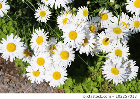 開花在春天公園的白色雛菊花 開花在春天公園的白色雛菊花 102257018