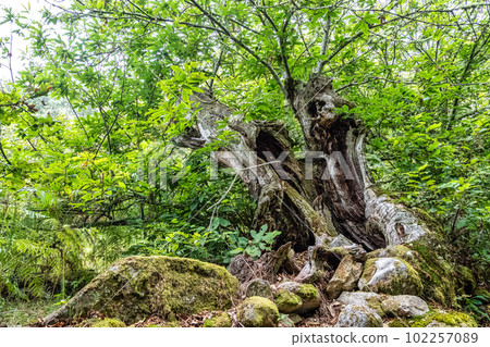 Hiking through the Canyon del Sil in Parada de Sil in Galicia, Spain, Europe 102257089
