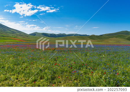 Lentil flowering with poppies and cornflowers in Castelluccio di Norcia, Italy Lentil flowering with poppies and cornflowers in Castelluccio di Norcia, Italy 102257093