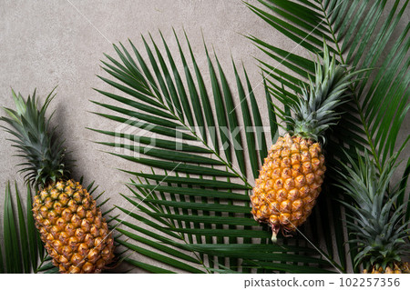 鳳梨 熱帶 葉子 蓬萊蕉 背景 龜背葉 pineapple background パイナップル 102257356