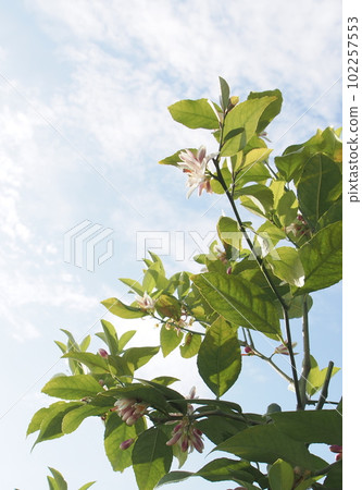 Lemon Flower 102257553