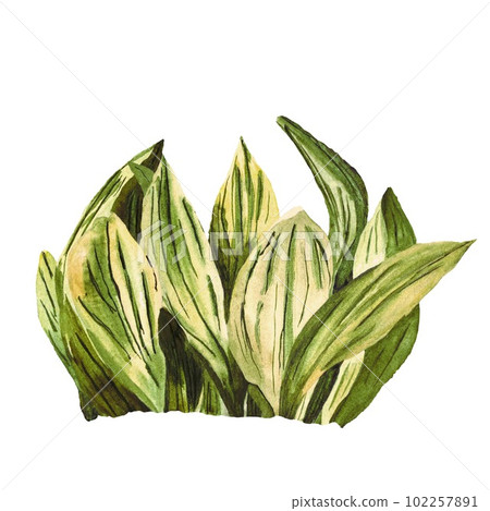 Grass green leave sketch a watercolor illustration 102257891