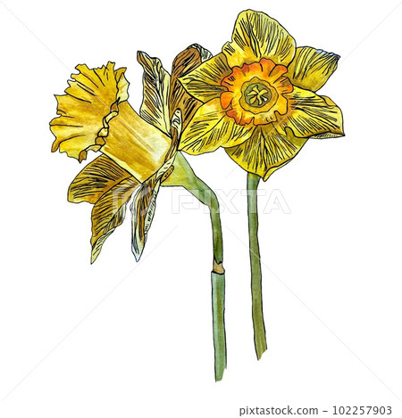 Narcissus yellow hand drawn a watercolor sketch 102257903