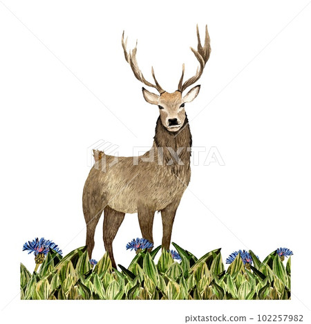 Nature grass deer flower blue sketch watercolor Nature grass deer flower blue sketch watercolor 102257982