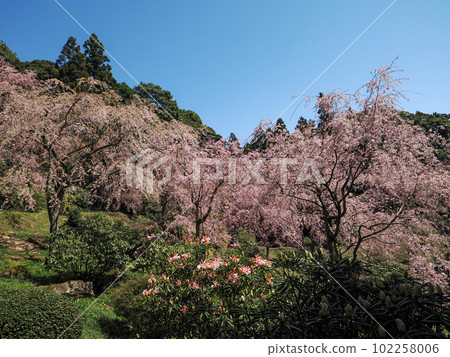 美奈都櫻山(南原寺)的垂枝櫻花 美奈都櫻山(南原寺)的垂枝櫻花 102258006