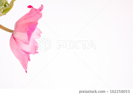 Side view of pink anemone flower white background Side view of pink anemone flower white background 102258053