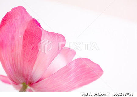 Side view of pink anemone flower white background Side view of pink anemone flower white background 102258055