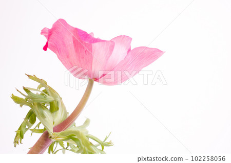 Side view of pink anemone flower white background 102258056
