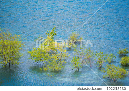 Submerged forest of Oku Shimango Lake 102258280