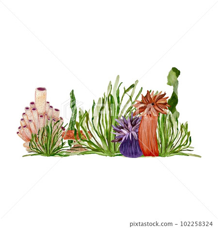 Seaweed coral green red violet pink watercolor Seaweed coral green red violet pink watercolor 102258324