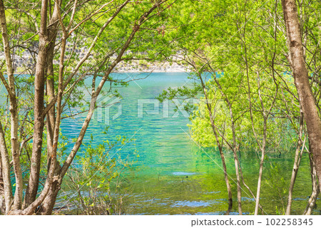 Oku Shimango湖的被淹沒的森林 102258345