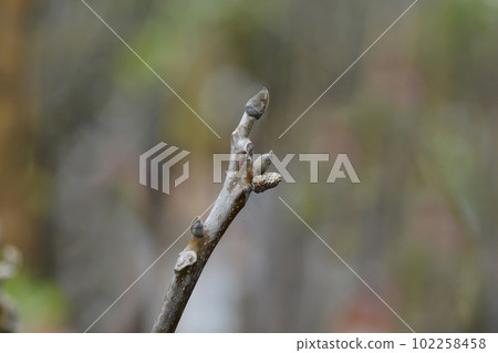 Common walnut Common walnut 102258458