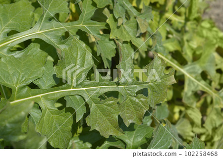 Balkan bears breeches 102258468