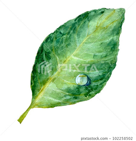 Green leaf single object a watercolor illustration 102258502