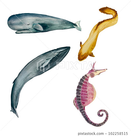 Eel whale sea horse a watercolor illustration Eel whale sea horse a watercolor illustration 102258515