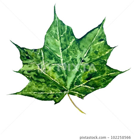 Maple leaf green watercolor hand drawn isolated Maple leaf green watercolor hand drawn isolated 102258566