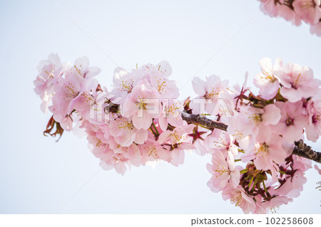 春天盛開,櫻花盛開 春天盛開,櫻花盛開 102258608