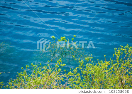 Oku Shimango湖的被淹沒的森林 102258668