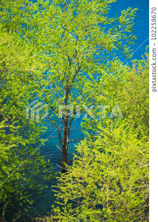 Submerged forest of Oku Shimango Lake 102258670