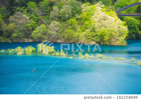 Oku Shimango湖的被淹沒的森林 Oku Shimango湖的被淹沒的森林 102258699