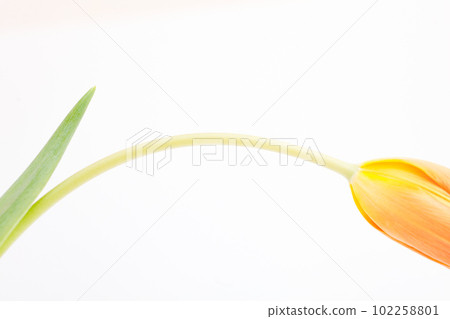 維生素顏色橙色橫向鬱金香白色背景 102258801