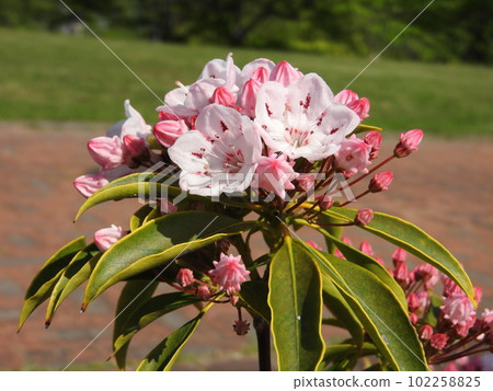 Flowers of Kalmia (American rhododendron) 102258825