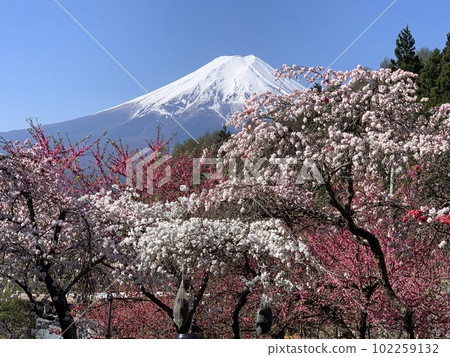櫻花富士 102259132