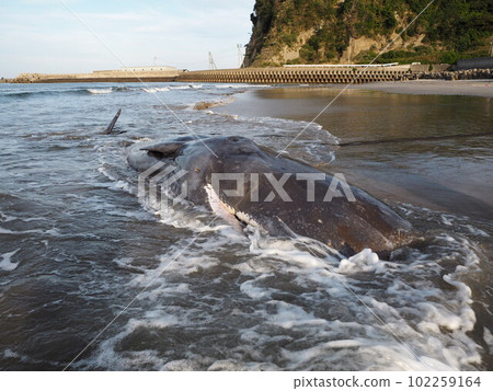 Sperm whale stranding Sperm whale stranding 102259164
