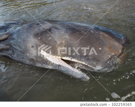 Sperm whale stranding Sperm whale stranding 102259165