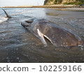 Sperm whale stranding 102259166