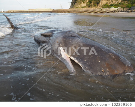 抹香鯨擱淺 抹香鯨擱淺 102259166
