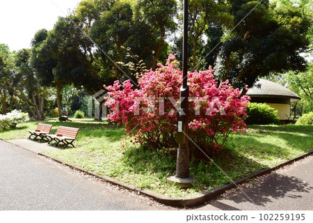 駒澤奧林匹克公園的綠色長廊,新鮮的綠色植物和盛開的杜鵑花 駒澤奧林匹克公園的綠色長廊,新鮮的綠色植物和盛開的杜鵑花 102259195